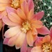 Thumbnail image of Rebutia (Aylostera) Hybrids, 'Sundance'