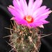Thumbnail image of Thelocactus, bicolor variety texensis