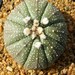 Thumbnail image of Astrophytum, asterias