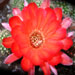 Thumbnail image of Chamaelobivia (Southfield Nurseries Hybrid), 'Lincoln Flame'