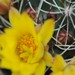 Thumbnail image of Dolichothele, melaleuca