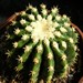 Thumbnail image of Echinocactus, grusonii variety brevispinus