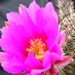 Thumbnail image of Echinocereus, Apachensis