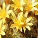 Thumbnail image of Dolichothele, surculosa