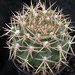 Thumbnail image of Gymnocalycium, ochoterenai variety herbsthoferianum