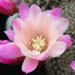 Thumbnail image of Rebutia (Aylostera) Hybrids, 'Jane'