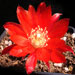 Thumbnail image of Rebutia (Aylostera) Hybrids, 'Sarah'