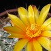 Thumbnail image of Thelocactus, conothelos variety aurantiacus