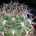 Thumbnail image of Gymnocalycium, saglione