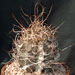 Thumbnail image of Astrophytum, capricorne