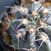 Thumbnail image of Acanthocalycium, glaucum