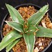 Thumbnail image of Agave, victoria reginae compact form