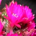 Thumbnail image of Chamaelobivia (Southfield Nurseries Hybrid), 'Lincoln Imp'