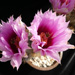 Thumbnail image of Echinocereus, fitchii