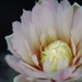 Thumbnail image of Gymnocalycium, borthii fa B089