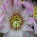 Thumbnail image of Gymnocalycium, bruchii v. enorme