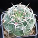 Thumbnail image of Gymnocalycium, catamarcesne v. ensispinum