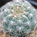 Thumbnail image of Gymnocalycium, frankianum