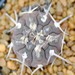 Thumbnail image of Gymnocalycium, piltziorum P38