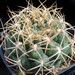 Thumbnail image of Gymnocalycium, rosanthemum