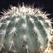 Thumbnail image of Islaya, longicarpa KK