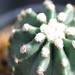 Thumbnail image of Echinocereus, coccineus variety inermis