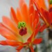 Thumbnail image of Echinocereus, coccineus X acifer