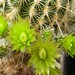 Thumbnail image of Echinocereus, corellii