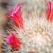Thumbnail image of Mammillaria, bella