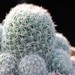 Thumbnail image of Mammillaria, marnierana