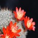 Thumbnail image of Rebutia (Aylostera), blossfeldiana