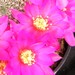 Thumbnail image of Rebutia (Aylostera) Hybrids, 'Flair'