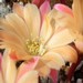 Thumbnail image of Rebutia (Aylostera) Hybrids, 'Jacky'