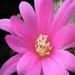 Thumbnail image of Rebutia (Aylostera) Hybrids, 'Louisa'