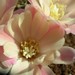 Thumbnail image of Rebutia (Aylostera) Hybrids, 'Lullaby'