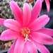 Thumbnail image of Rebutia (Aylostera) Hybrids, 'Margaret'