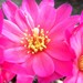 Thumbnail image of Rebutia (Aylostera) Hybrids, 'Millie'