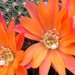 Thumbnail image of Rebutia (Aylostera) Hybrids, 'Orange Masterpiece'