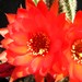 Thumbnail image of Chamaelobivia (Southfield Nurseries Hybrid), 'Lincoln Blaze'