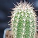 Thumbnail image of Echinocereus, huitcholensis fa lau 768