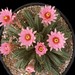Thumbnail image of Echinocereus, gentryi