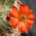 Thumbnail image of Echinocereus, klapperi