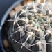 Thumbnail image of Gymnocalycium, triacanthum