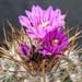 Thumbnail image of Stenocactus (Echinofossulocactus), ochotereaneus v. rosaianus