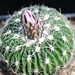 Thumbnail image of Stenocactus (Echinofossulocactus), spec. El Salto / Zac
