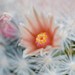 Thumbnail image of Mammillaria, candida v. rosea