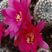 Thumbnail image of Rebutia (Aylostera) Hybrids, 'Amy'