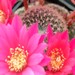 Thumbnail image of Rebutia (Aylostera) Hybrids, 'Jessica'