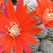 Thumbnail image of Rebutia (Aylostera) Hybrids, 'Lazer'