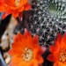 Thumbnail image of Rebutia (Aylostera) Hybrids, 'Orange Wonder'